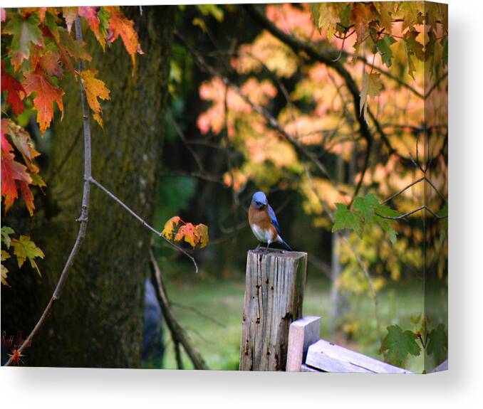 Hovind Canvas Print featuring the photograph Autumn Blue Bird by Scott Hovind