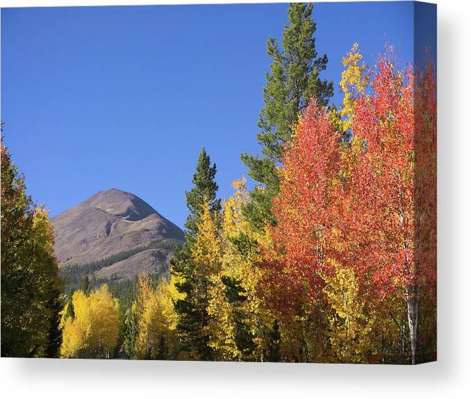 Aspen Canvas Print featuring the photograph Autumn Colors by Ivan Franklin