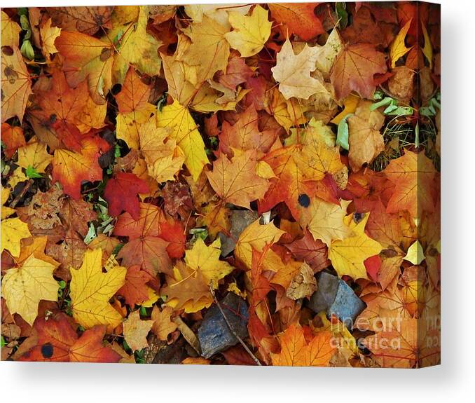 Leaves Canvas Print featuring the photograph Autumn in Canada by Reb Frost