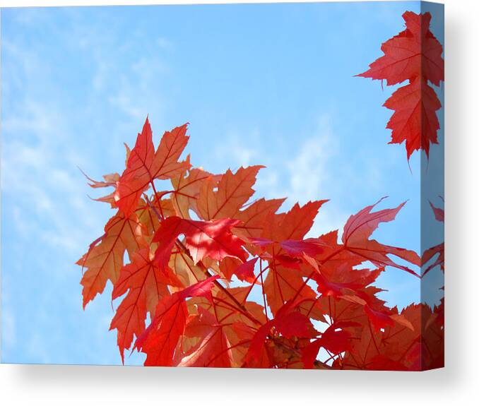 Autumn Canvas Print featuring the photograph AUTUMN LANDSCAPE Fall Leaves Blue Sky White Clouds Baslee by Patti Baslee