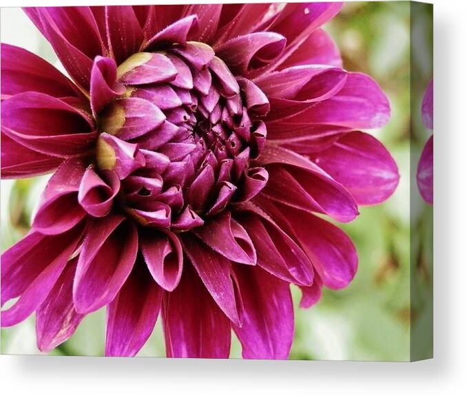 Flower Canvas Print featuring the photograph Awesome Dahlia by VLee Watson