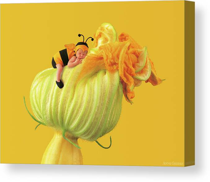 Yellow Canvas Print featuring the photograph Baby Bee on a Pumpkin Flower by Anne Geddes