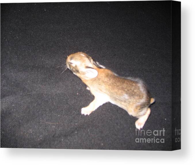 Baby Rabbit Photo Canvas Print featuring the painting Baby Rabbit by Gregory Davis