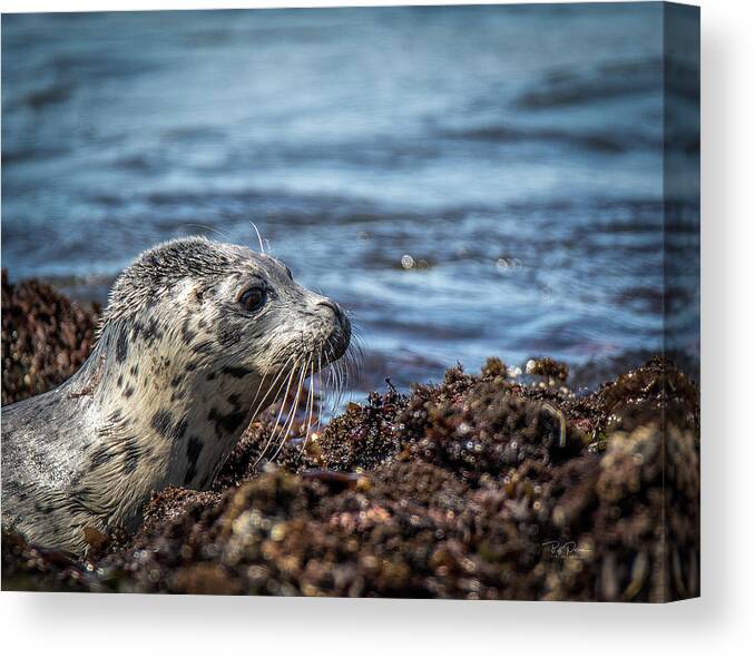 Seal Pup Canvas Print featuring the photograph Baby Seal by Bill Posner