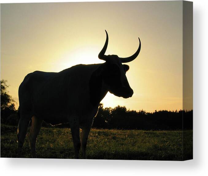 Backlit Canvas Print featuring the photograph Backlit Longhorn by Ted Keller
