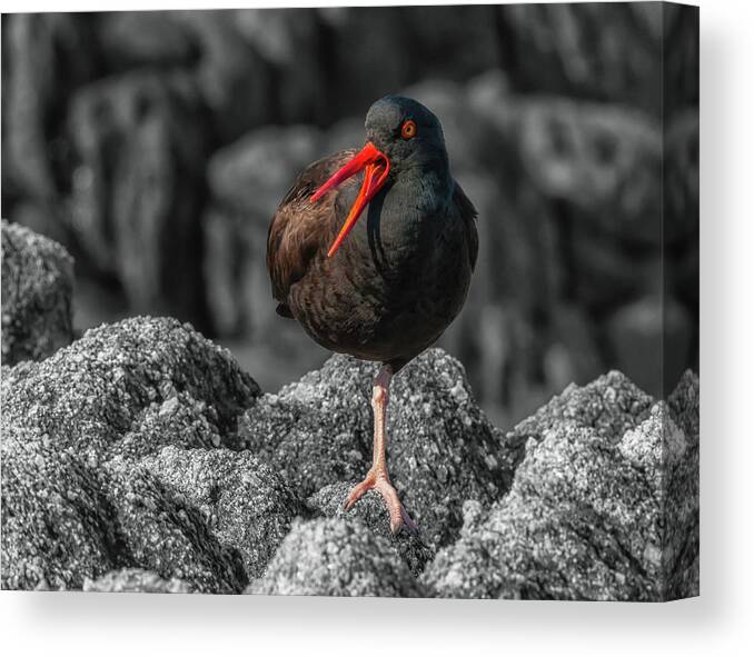  Wildlife Canvas Print featuring the photograph Balancing Act by Jonathan Nguyen