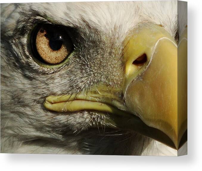 Bald Eagle Canvas Print featuring the photograph Bald Eagle Eye by Liz Vernand