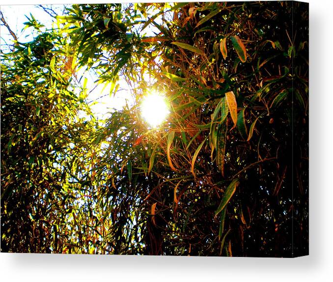 Bamboo Canvas Print featuring the photograph Bamboo Trees In Atlanta by Cat Rondeau