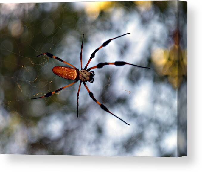 Arachnid Canvas Print featuring the photograph Banana Spider  3 by Bob Johnson