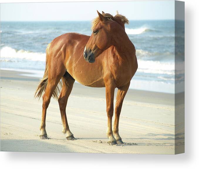 Banker Horses Canvas Print featuring the photograph Banker Horse - 5 by Jeffrey Peterson