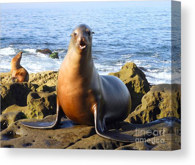 Sea Lion Canvas Print featuring the photograph Barking Sealion by Beth Myer Photography