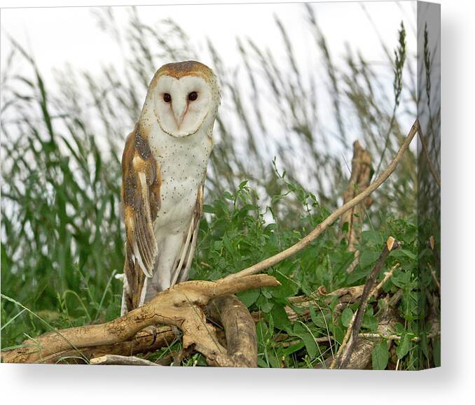 Fine Art Barn Owl Photography. Barn Owl Greeting Cards. Owls. Birds. Owl Photography. Bird Photography. Egale Photography.mice. Roadents. Nature Photography. Mountain. Mountain Photography. Lakes. Ponds. Streams. Barn Owl Pictures. Owl Mousers. Barn Owl Pellets. Canvas Print featuring the photograph Barn Owl by James Steele