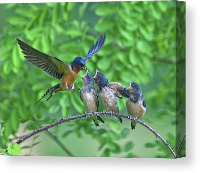 Swallows Canvas Print featuring the photograph Barn Swallow Feeding by William Jobes