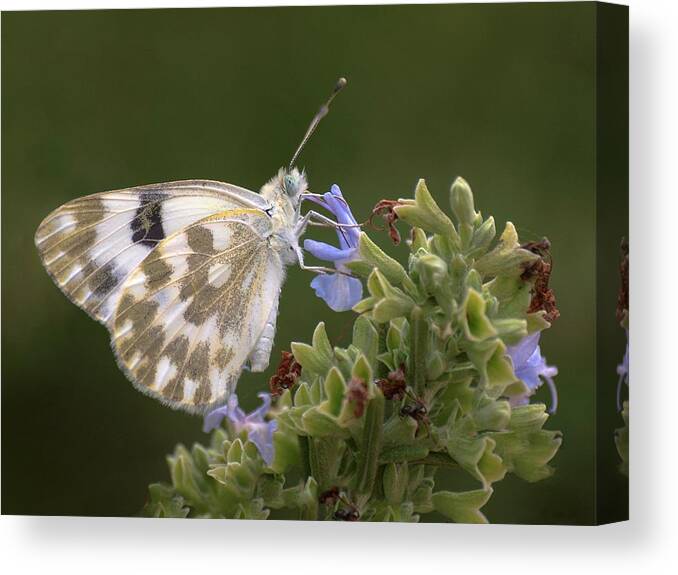 Butterfly Canvas Print featuring the photograph Bath White by Meir Ezrachi