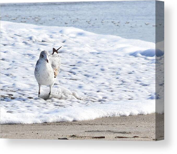 Seagull Canvas Print featuring the photograph Beach Bather by Maria Keady