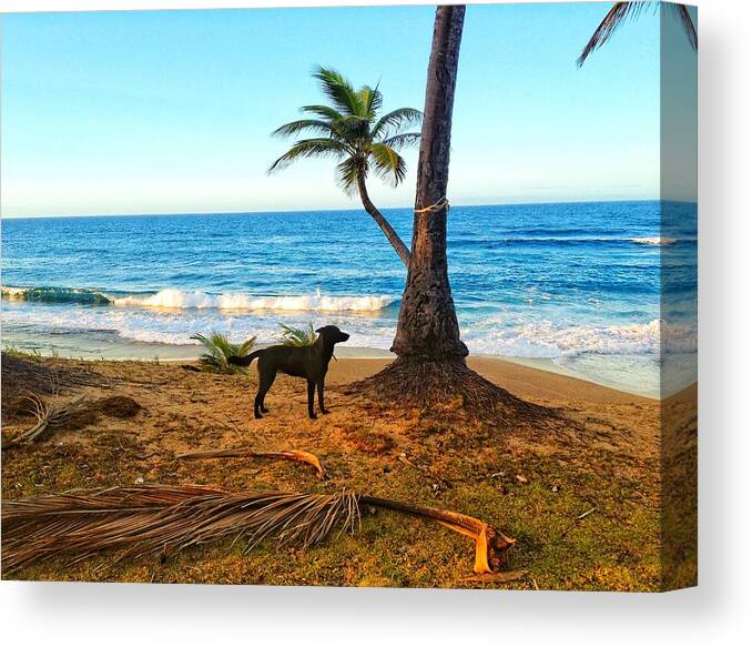 Dog Canvas Print featuring the photograph Beach Dog by Joseph Caban