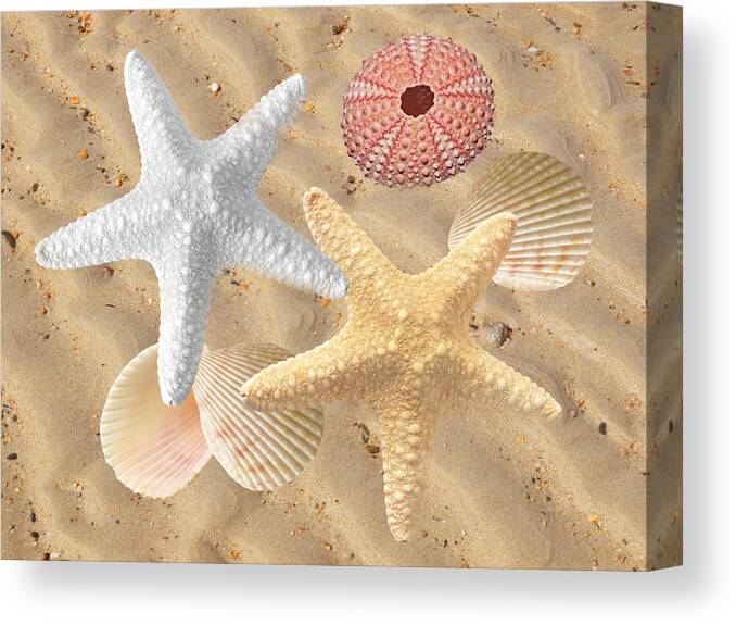 Sea Star Canvas Print featuring the photograph Beachcombing by Gill Billington