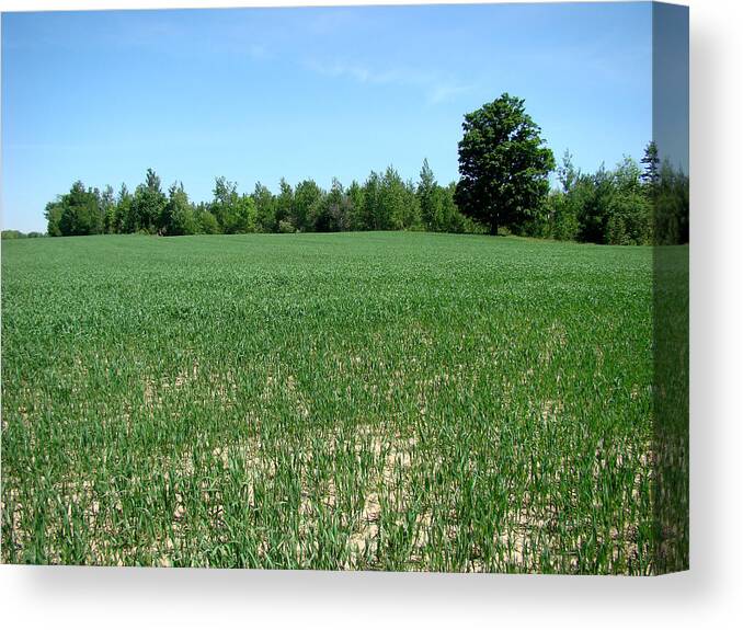 Landscape Canvas Print featuring the photograph Bean Field by Todd Zabel