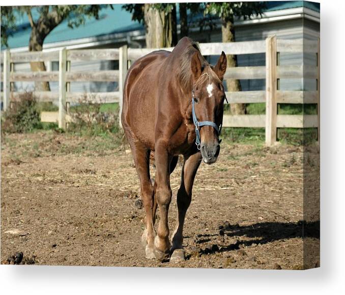 Mare Canvas Print featuring the photograph Beautiful Brown Mare II by Tom Horsch Photography