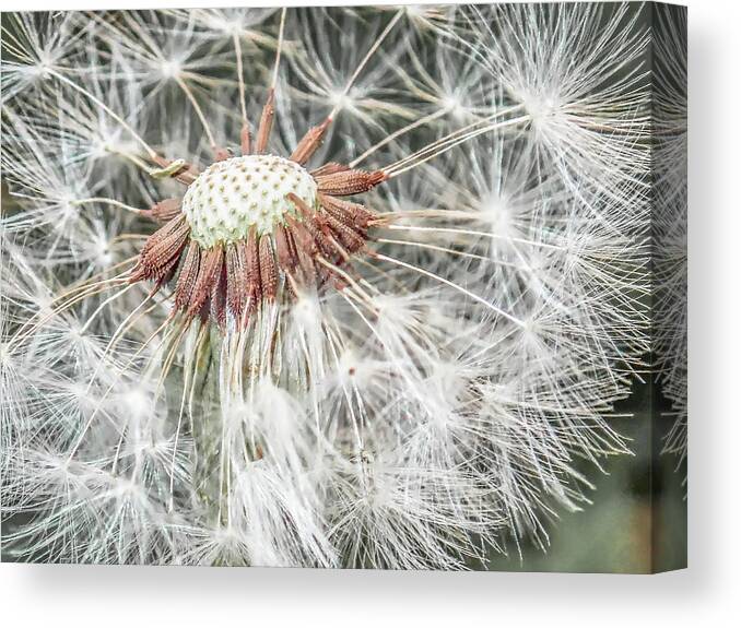 Dandelion Canvas Print featuring the photograph Beauty Even if Only a Weed by Jennifer Grossnickle