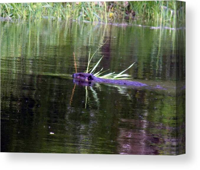 Beaver Canvas Print featuring the photograph Beaver Carrying a Reed by William Tasker