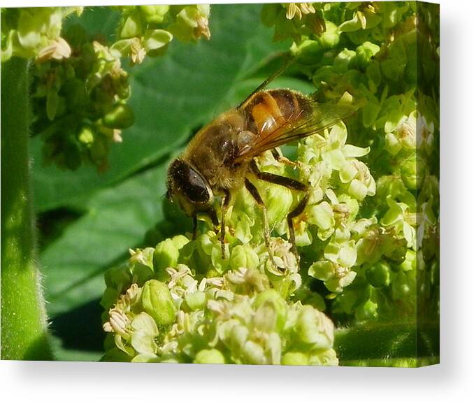 Nature Canvas Print featuring the photograph Bee Doing What Bees Do by Peggy King