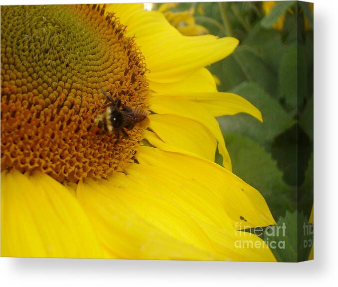 Bee Canvas Print featuring the photograph Bee on Sunflower 3 by Chandelle Hazen