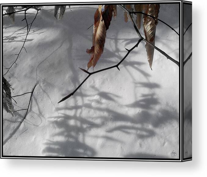 Beech Canvas Print featuring the photograph Beech Leaves in Winter by Wayne King