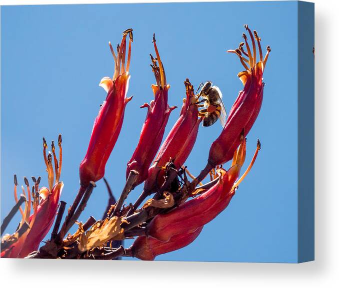 Flowers Canvas Print featuring the photograph Beeing by Derek Dean