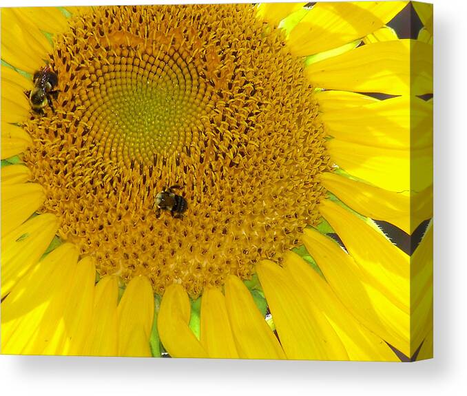 Sunflower Canvas Print featuring the photograph Bees Share A Sunflower by Sandi OReilly