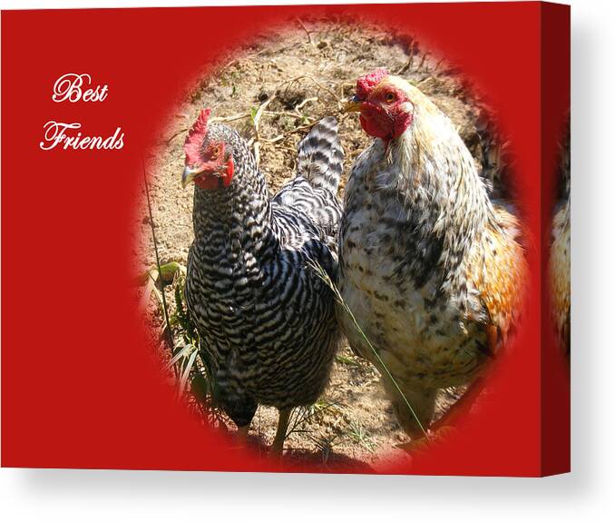 Chickens Canvas Print featuring the photograph Best Friends by James and Vickie Rankin