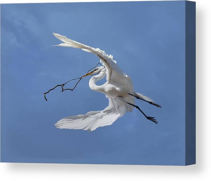 Great Egret Canvas Print featuring the photograph Big Branch 2 by Fraida Gutovich