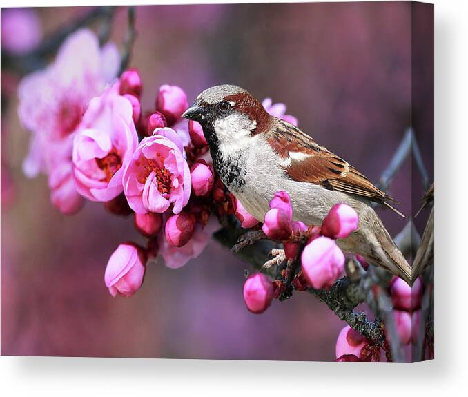 Sparrow Canvas Print featuring the photograph Bird and Blossoms by Vanessa Thomas