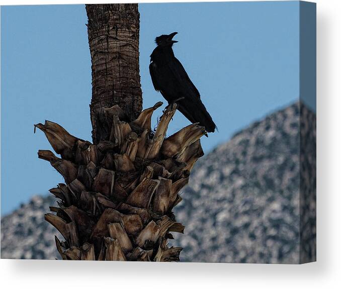 Black Bird Canvas Print featuring the photograph Bird in a Palm Tree by Rebecca Dru