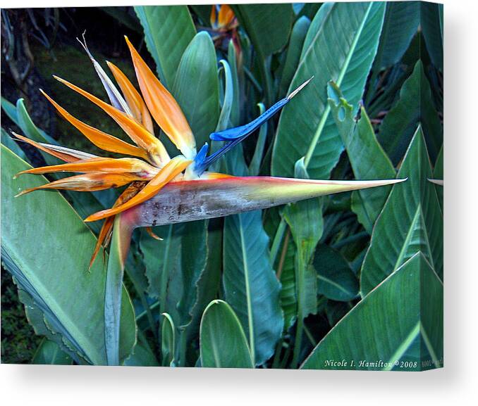 Flowers Canvas Print featuring the photograph Bird of Paradise by Nicole I Hamilton