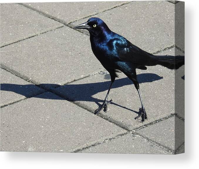 Grackle Canvas Print featuring the photograph Bird Shadowing by Jan Gelders