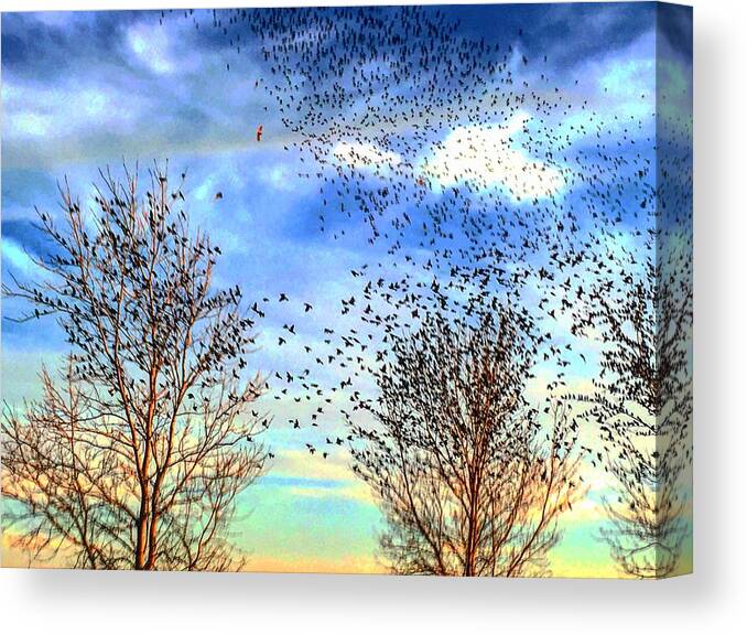 Hawks Canvas Print featuring the photograph Bird Swarms Versus Hawks on the Prairie by Michael Oceanofwisdom Bidwell