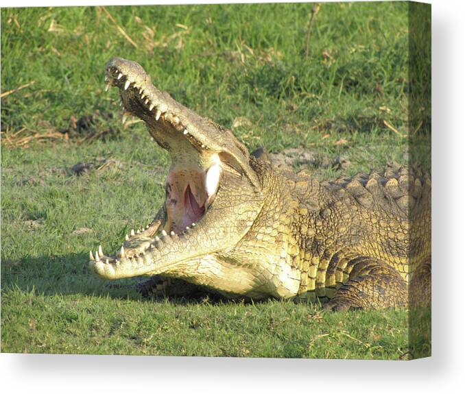 Crocodile Canvas Print featuring the photograph Bite Me by David Bader