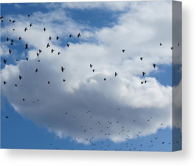 Blackbird Canvas Print featuring the photograph Black Dotted Sky by Azthet Photography