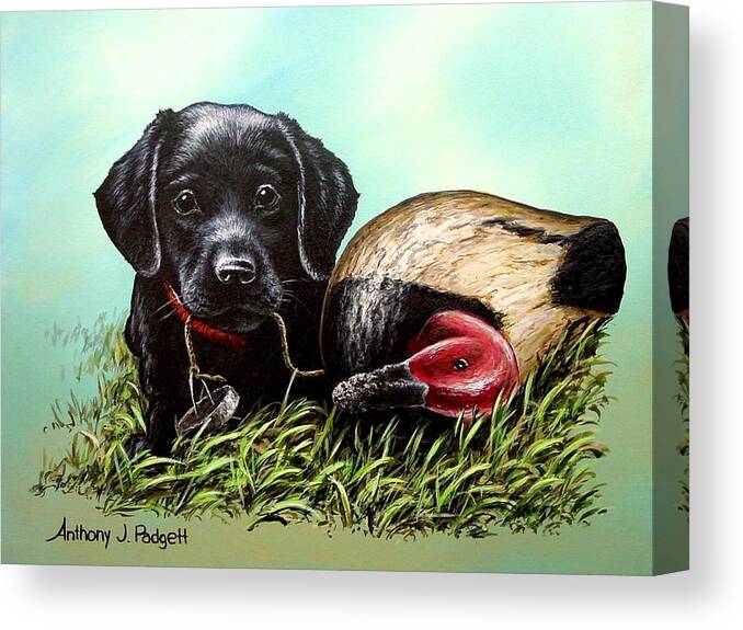 Black Lab Canvas Print featuring the painting Black Lab Pup by Anthony J Padgett