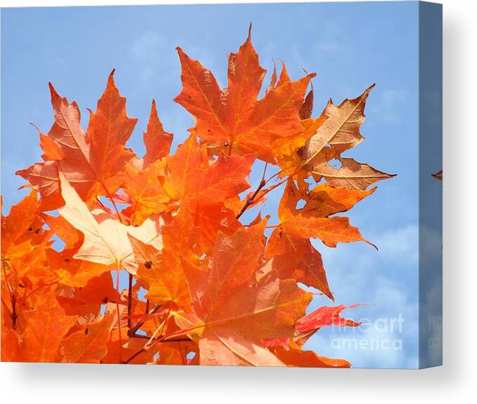Fall Canvas Print featuring the photograph Blazing Maple by Barbara Von Pagel