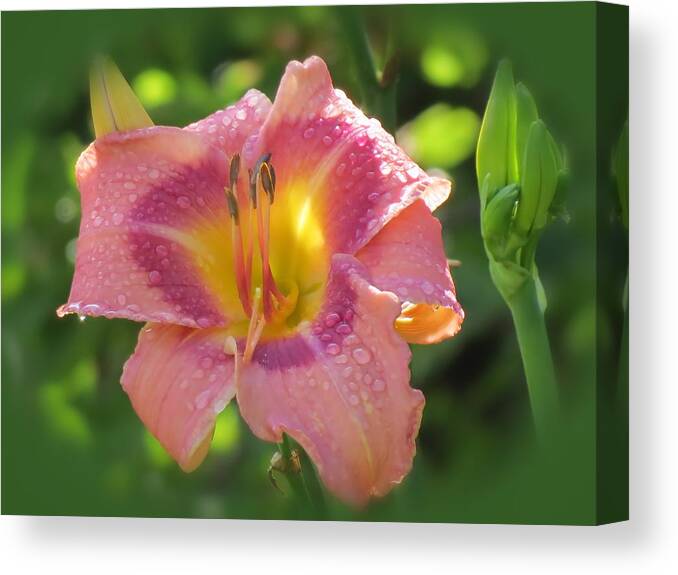 Daylily Canvas Print featuring the photograph Blooming in Pink by MTBobbins Photography