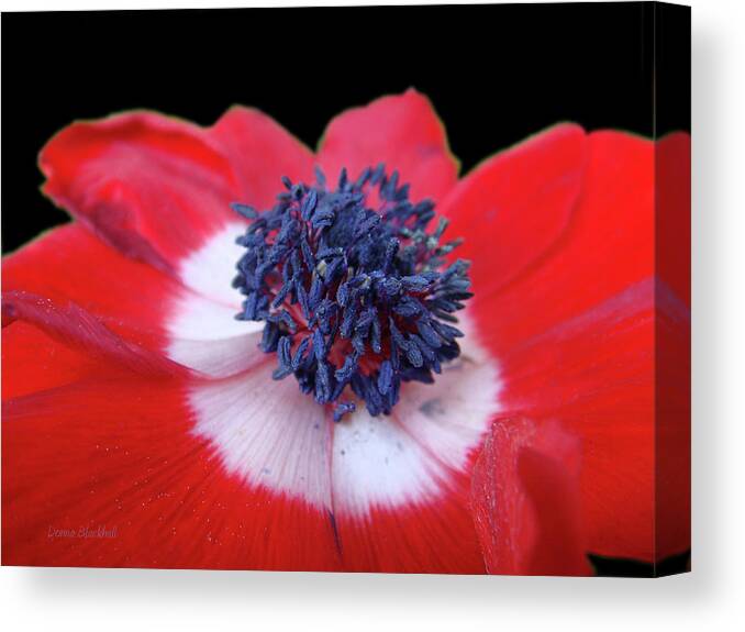 Red Flower Canvas Print featuring the photograph Blossoming Freedom by Donna Blackhall