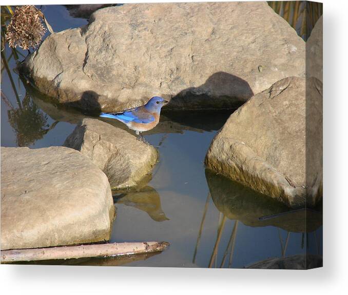 Bluebird Canvas Print featuring the photograph Blue Bird by the water by Liz Vernand