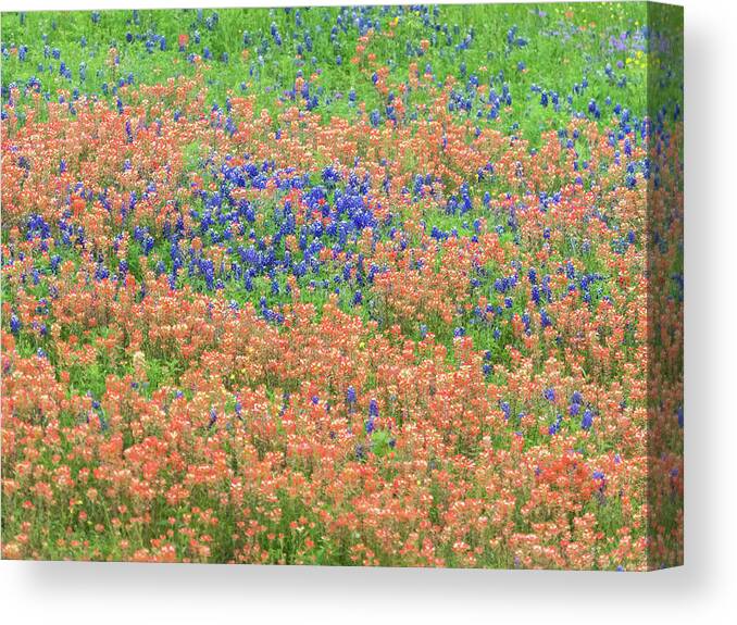 Texas Canvas Print featuring the photograph Blue bonnets and Indian paintbrush-Texas wildflowers by Usha Peddamatham