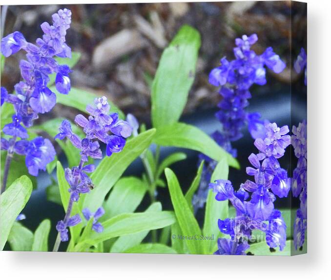 Blue Flowers Canvas Print featuring the photograph Blue Flowers B5 by Monica C Stovall