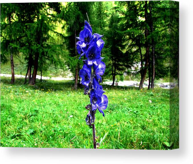 Orchid Canvas Print featuring the photograph Blue Flowers by Cesar Vieira