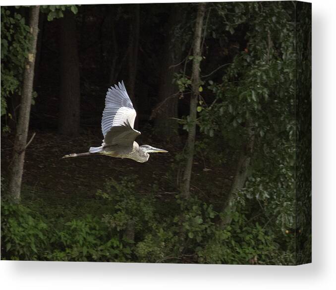 Birds Canvas Print featuring the photograph Blue Heron in flight by Paul Ross