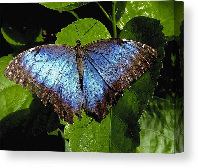 Butterfly Canvas Print featuring the photograph Blue Morpho by Barbara Zahno