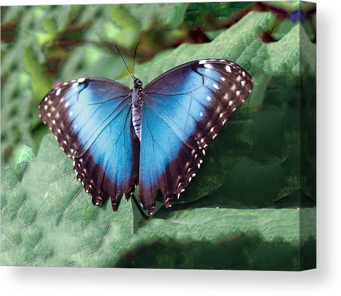 Butterfly Canvas Print featuring the photograph Blue Morpho Butterfly by William Bitman